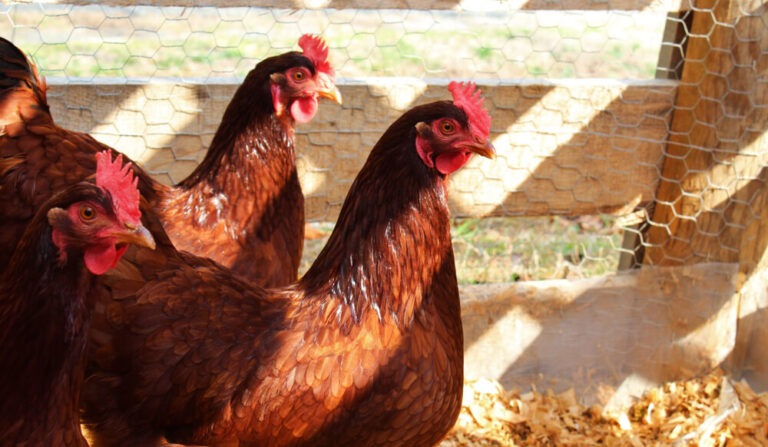 Rhode Island Reds in the backyard barnyard coop.