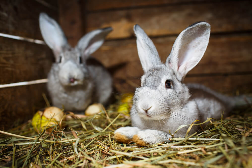 Two adorable European rabbits relaxing in their hutch.