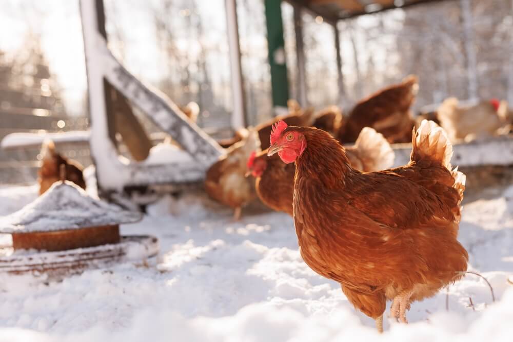 Backyard chickens trying to forage for lunch in the snow.