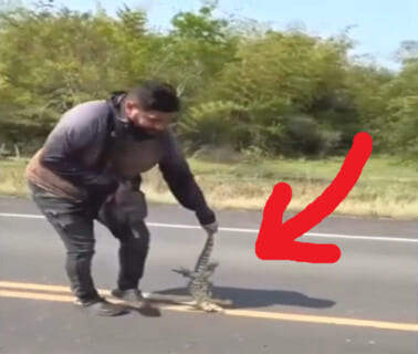 【閲覧注意】道路で50cmのトカゲを助けてあげた男 ⇒ まさかこの後殺されるとは思っていない…（動画あり）