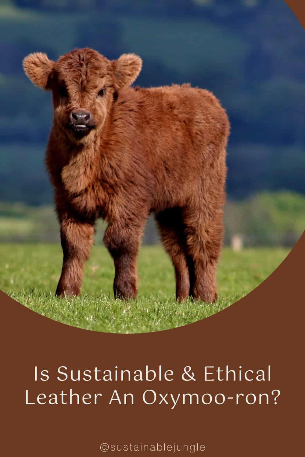 Is Sustainable & Ethical Leather An Oxymoo-ron? Image by Sustainable Jungle #ethicalleather #isleatherethical #sustainableleather #leathersustainability #ethicallysourcedleather #sustainablejungle