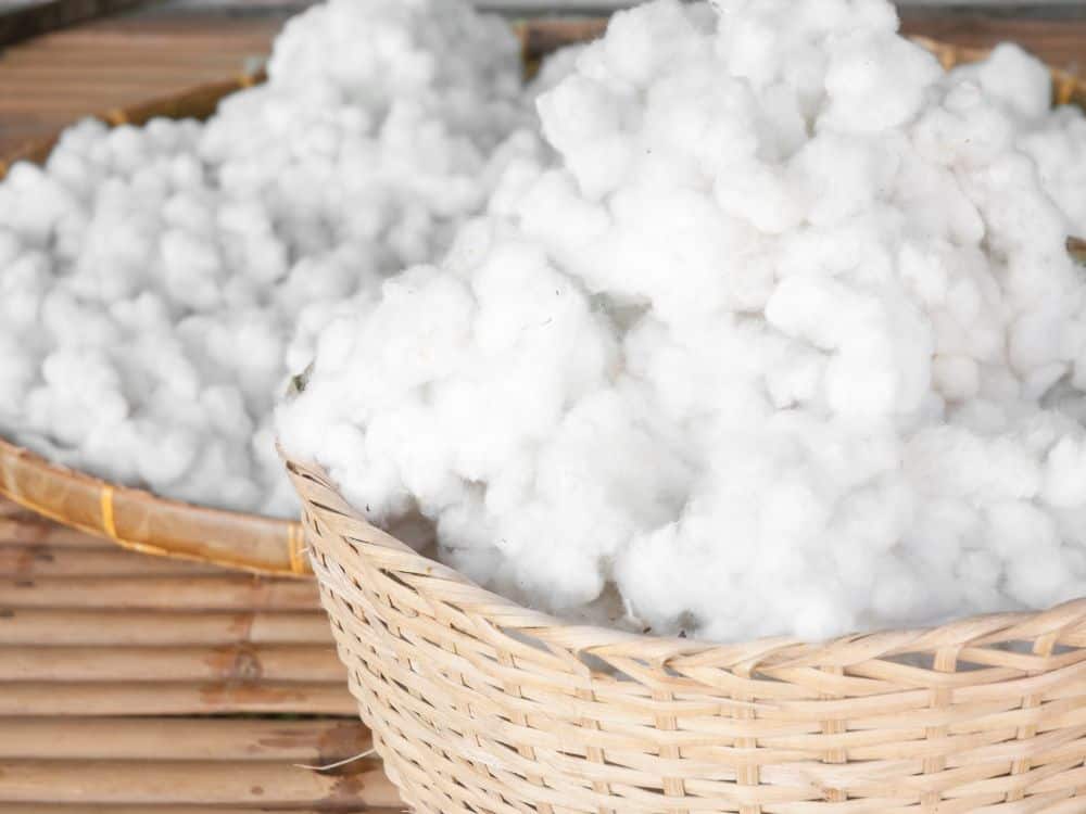 Why Organic Cotton: Exploring Regular Cotton Vs Organic Cotton Image by yotrak via Getty Images on Canva Pro #cottonvsorganiccotton #organiccottonvscotton #convetionalcottonvsorganiccotton #bcicottonvsorganiccotton #sustainablejungle