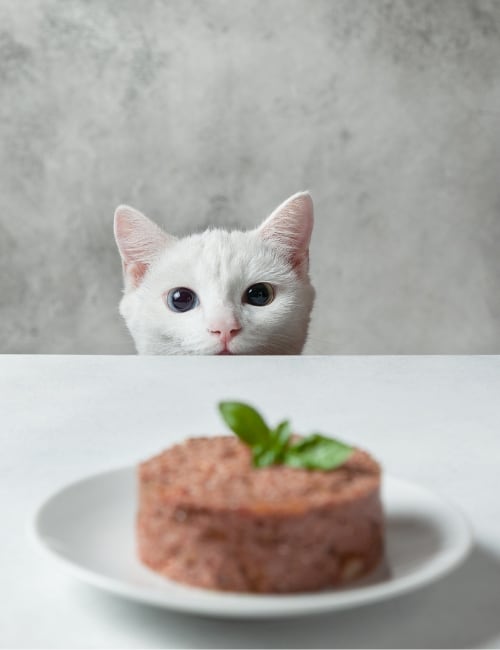 A Meaty Debate: Is Vegan Cat Food Safe For Cats? Image by natashamam #vegancatfood #vegancatfoodstudy #isvegancatfoodsafeforcats #isveganfoodhealthyforcats #vegancatdiet #vegetariancatfood #vegetarianfoodforcats #sustainablejungle