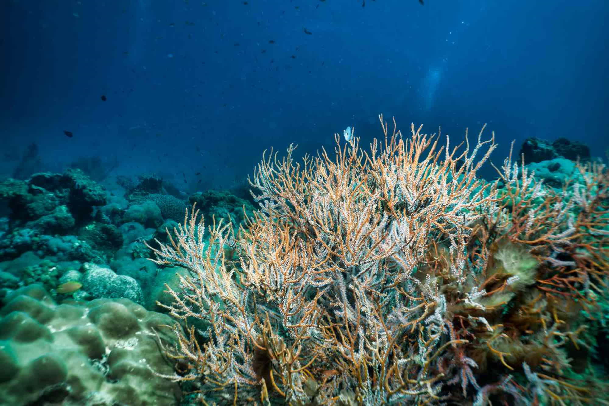 Ocean acidification is approaching a new critical phase, scientists warn