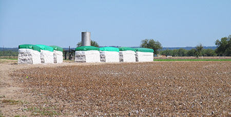 Major Texas Crops