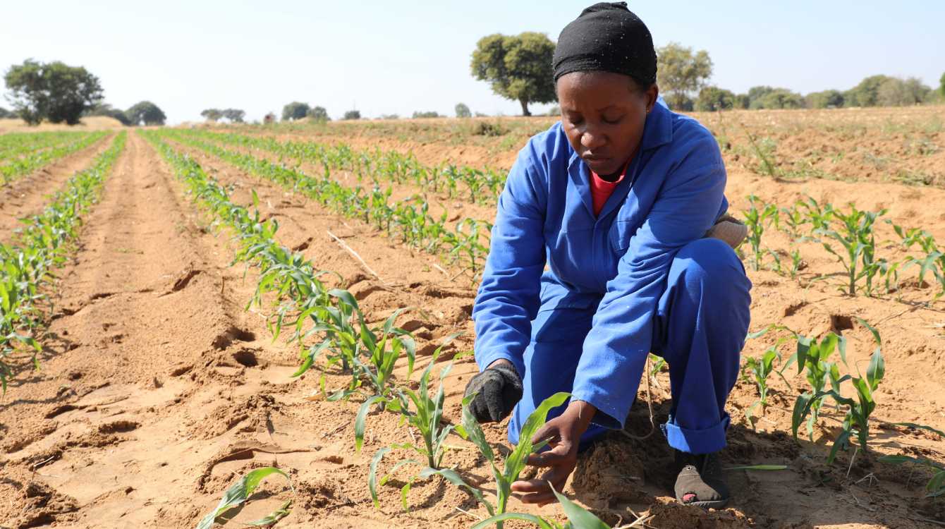 Maize field in Namibia.