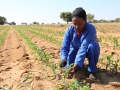 Maize field in Namibia.