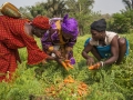 Woman farmers