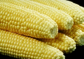 GMO maize... could soon be popular in African countries.  Photo: Saravanakumar Muthusamy