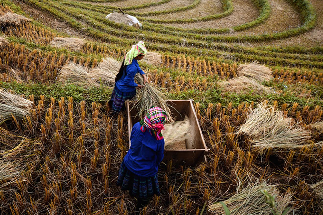 Two women reaping the harvest 