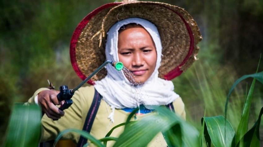 Indigenous person attending to their crops