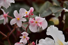 February Flowers