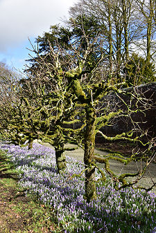 Walled Garden Trees