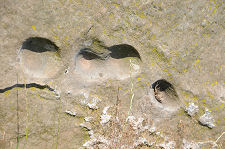 Cup Marks on One of the Stones