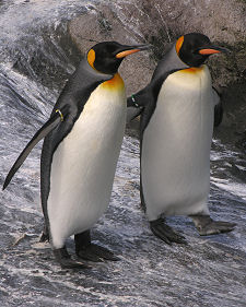 Penguins