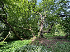 Large Old Tree