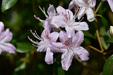 Pink Rhododendrons