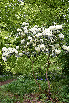 White Rhododendrons