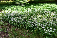 Wild Garlic