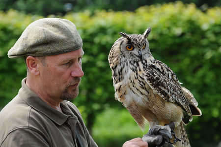 Falconry Display