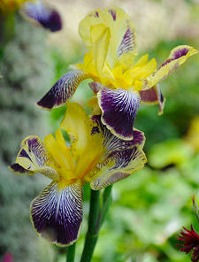 Iris in the Garden