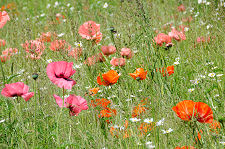 Three Shades of Poppies