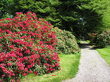 Rhododendrons