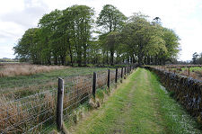 Approaching the Copse