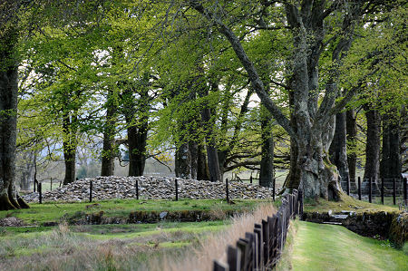 The Cairn in its Woodland Setting