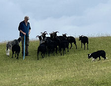 Sheepdog Training