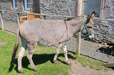 Alice the Donkey