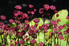 Flowers in the Walled Garden