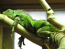 Laid-Back Iguana