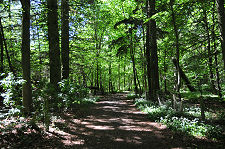 Woodland Walk from Car Park