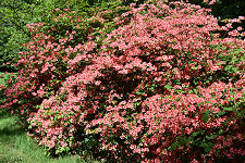 Pink Rhododendrons