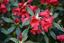 Red Rhododendrons