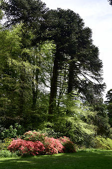 Monkey Puzzle Trees