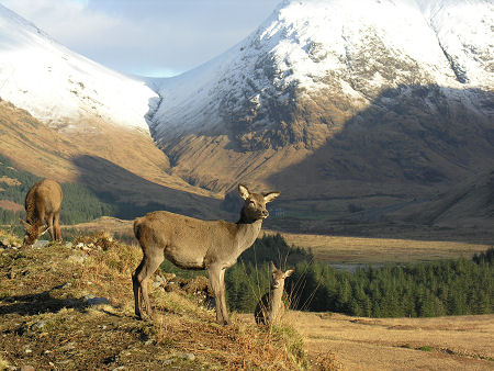 Red Deer Hinds in Glen Etive