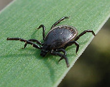 Male Adult Sheep Tick