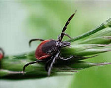 Female Adult Sheep Tick