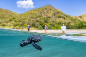 Acelerar la restauración ecológica en Saint Kitts y Nevis