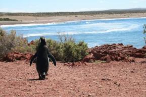 Gestores de sitios Patrimonio Mundial Marino se encontrarán en Argentina para promover estrategias regionales de gestión y conservación marina