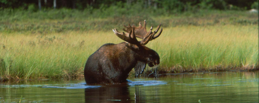 Moose in Lake in High Grass, Photo Credit: Maine Office Tourism