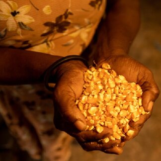 Hands of woman holding corn harvested from her farm, to be used for school meals.