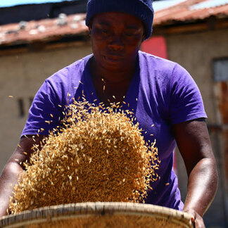 Woman sifting grains harvested from her WFP-supported farm