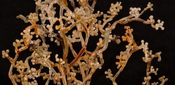 Detail of glass fungus model