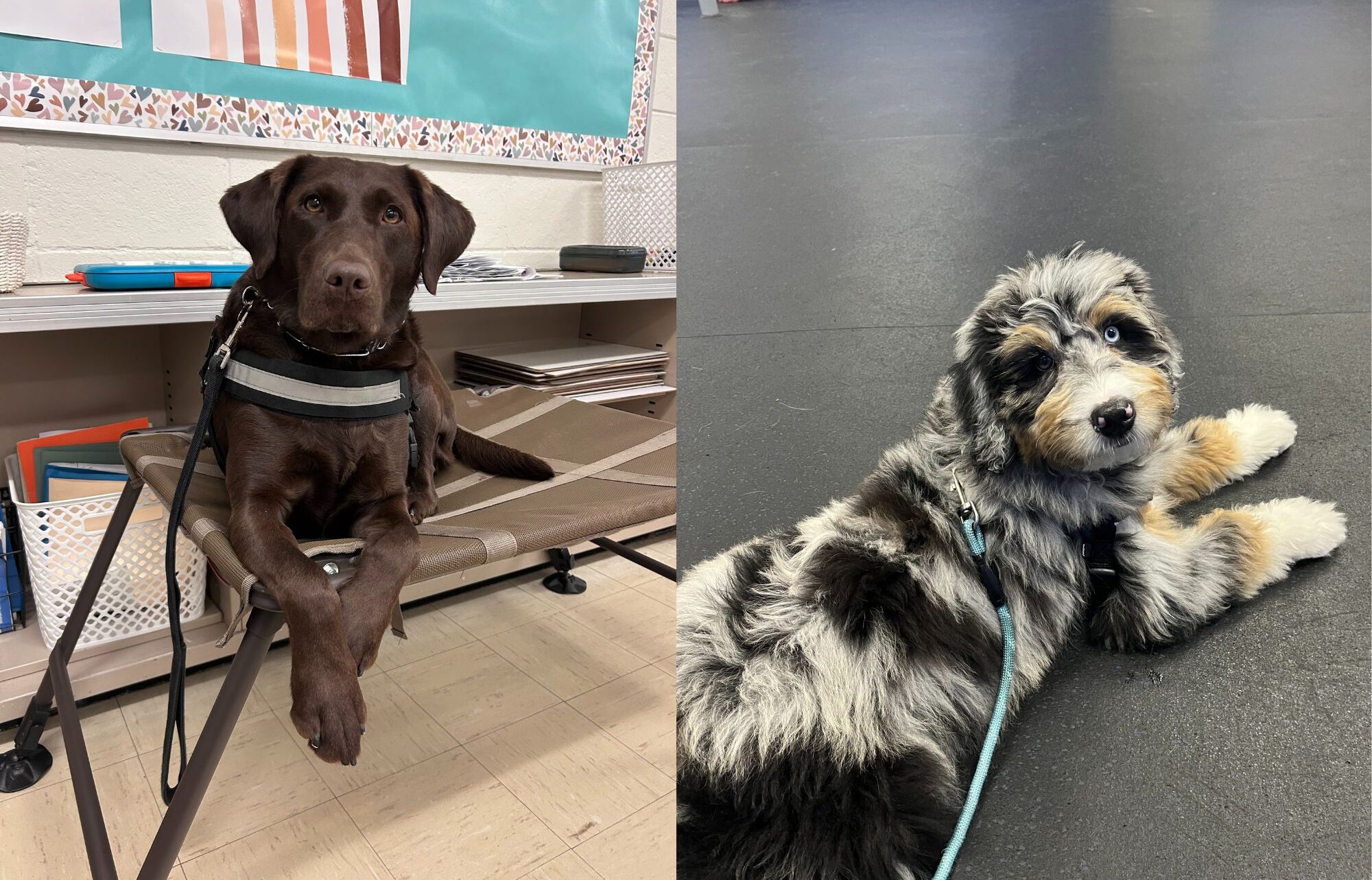 Wisconsin school district embraces therapy dogs to calm students, boost child learning