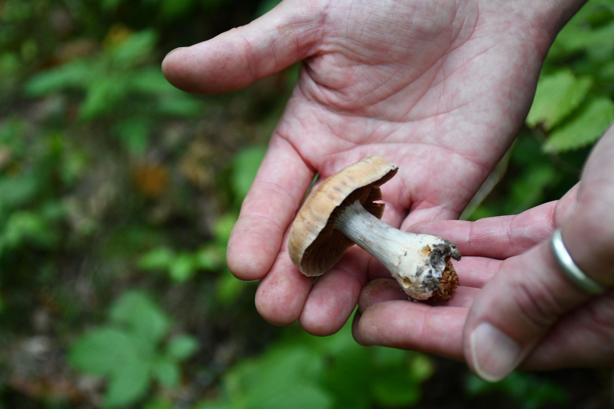 Wisconsin mushroom foragers need certification to sell their haul to restaurants