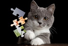 Cute Cats Jigsaw Puzzle