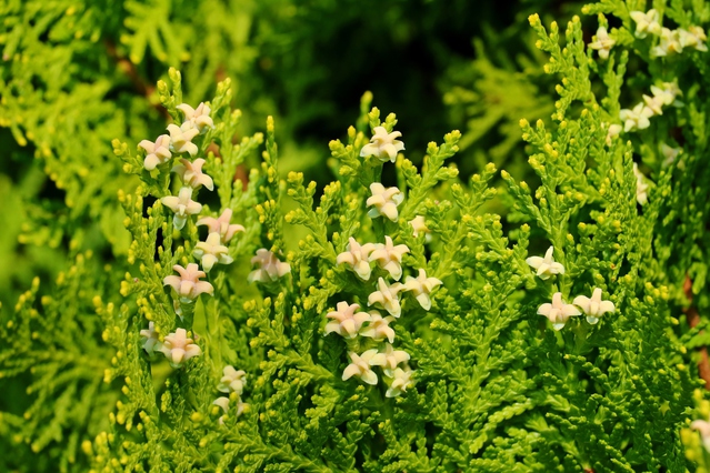 コノテガシワの花